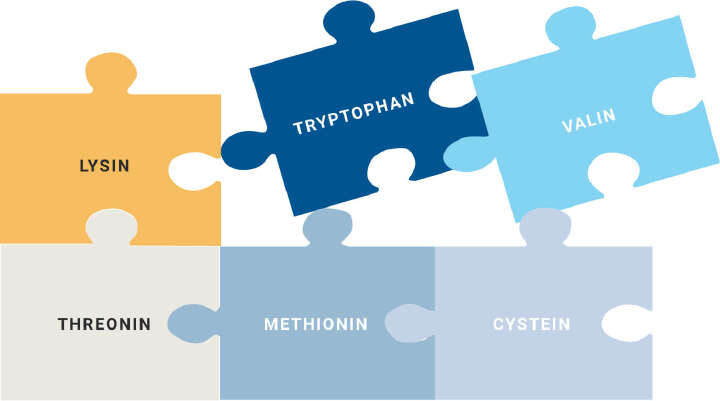 schwein blattivit protein spart futterkosten proteine schweinefutterung schwein blattivit protein spart futterkosten proteine schweinefutterung